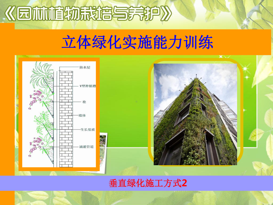 立体绿化实施能力训练课件.ppt_第2页