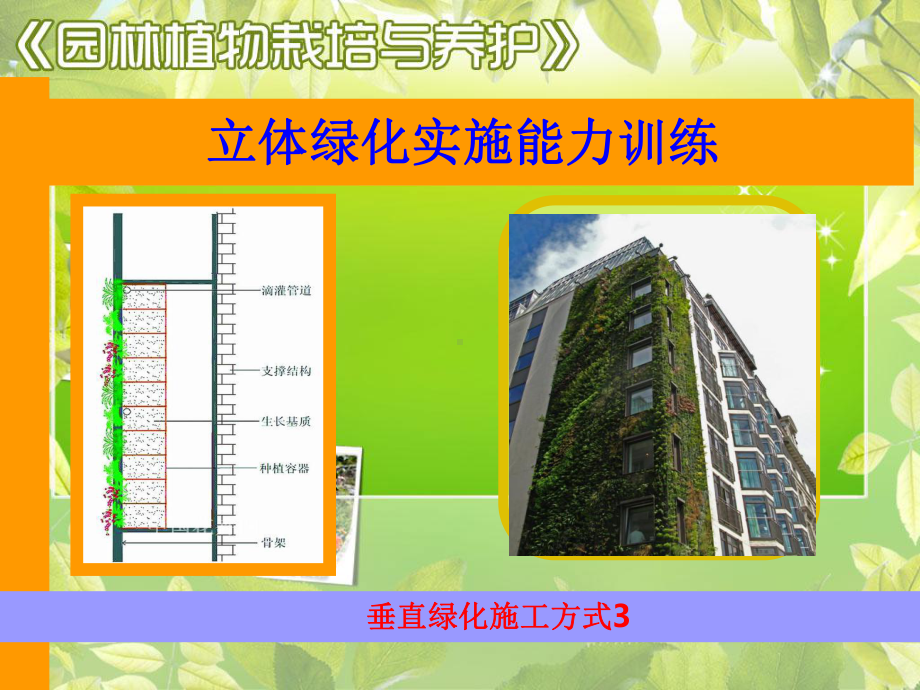 立体绿化实施能力训练课件.ppt_第3页