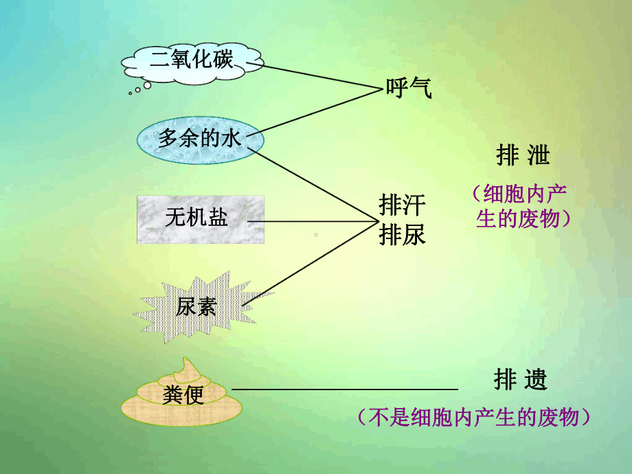 济南版七年级下册第一节尿液的形成和排出课件.ppt_第3页