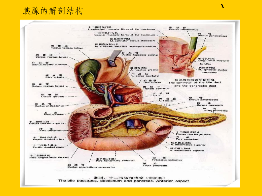 胰腺炎完整课件.ppt_第3页