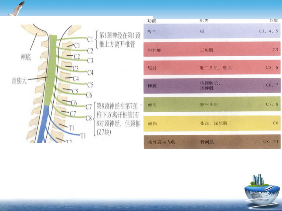 颈椎骨折脱位诊断与治疗课件-精选.pptx_第2页