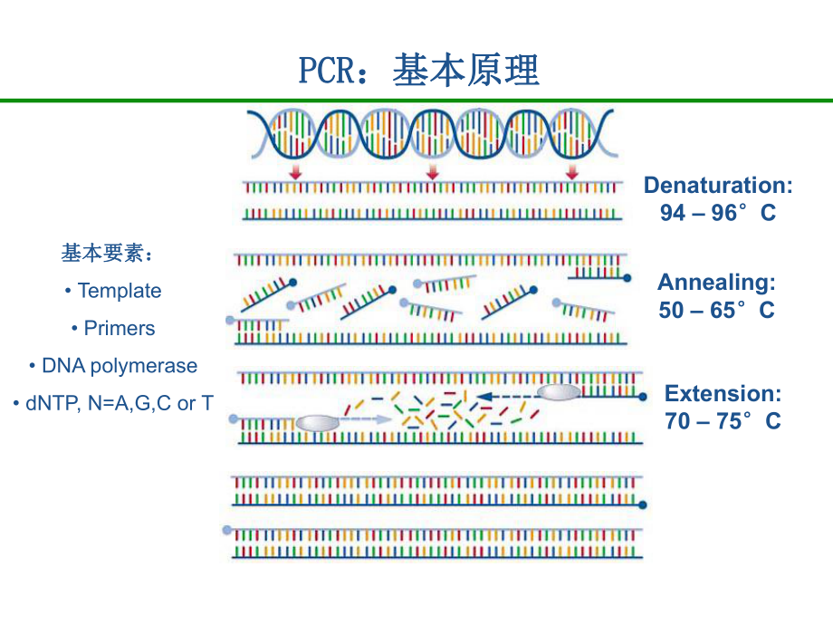 荧光值所对应的PCR循环次数课件.ppt_第3页