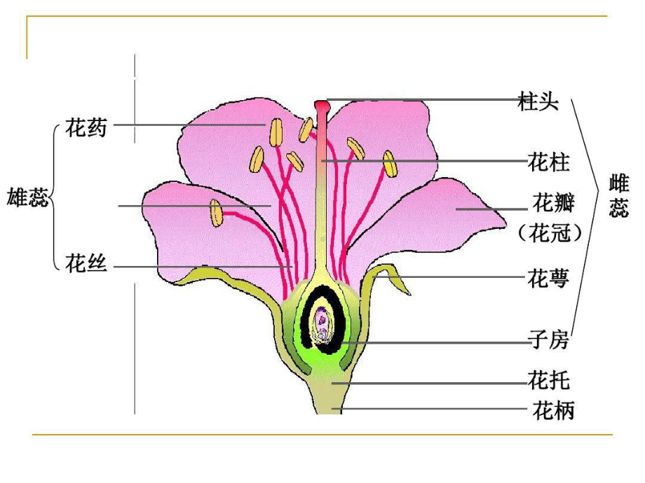 食品原料学-果蔬1总结课件.ppt_第2页