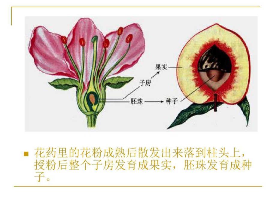 食品原料学-果蔬1总结课件.ppt_第3页