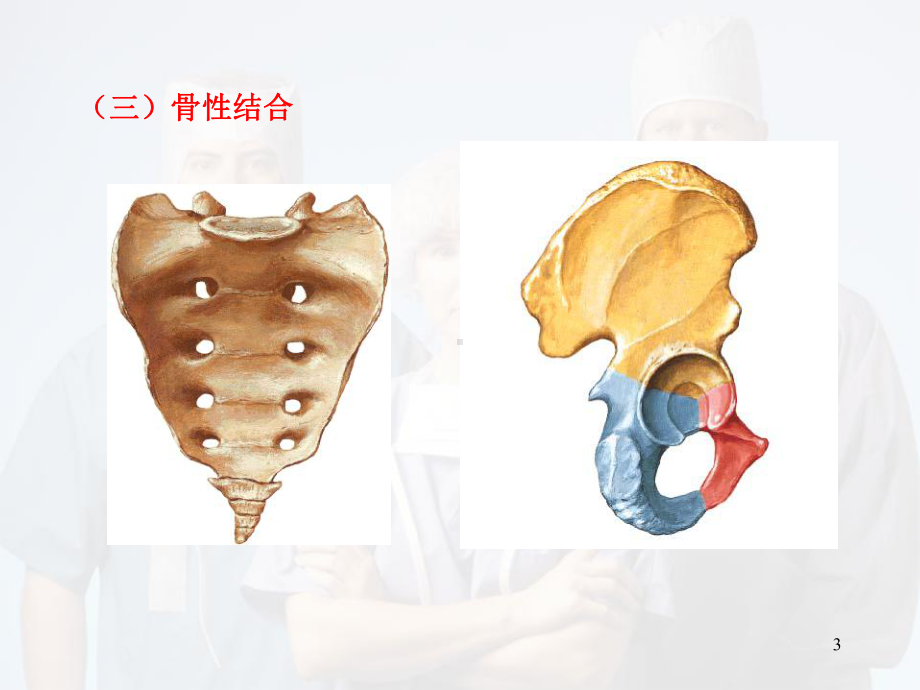 运动解剖学(关节)教学课件.ppt_第3页