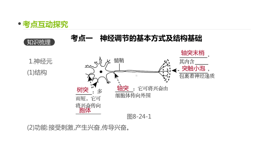 高三生物一轮复习课件：第24讲-人和高等动物的神经调节-.pptx_第3页