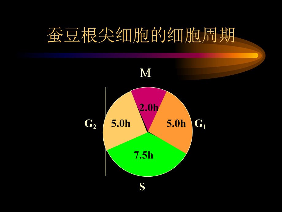 遗传的染色体学说课件.ppt_第3页