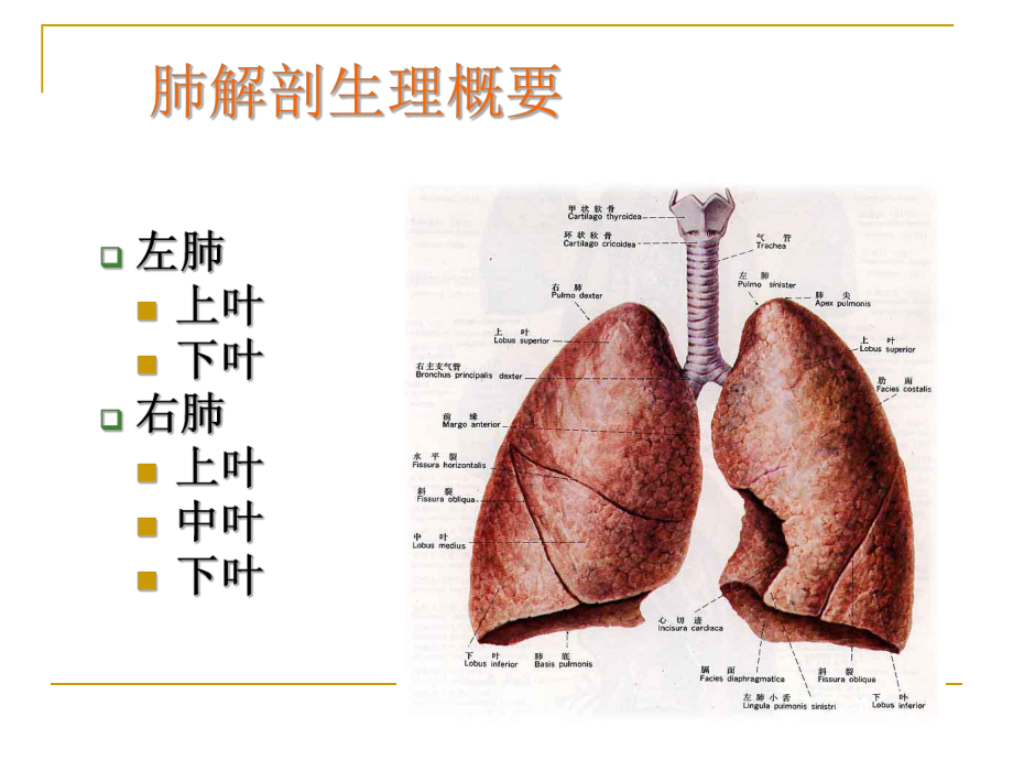 肺癌的疾病常规及护理要点李慧萍课件.ppt_第1页