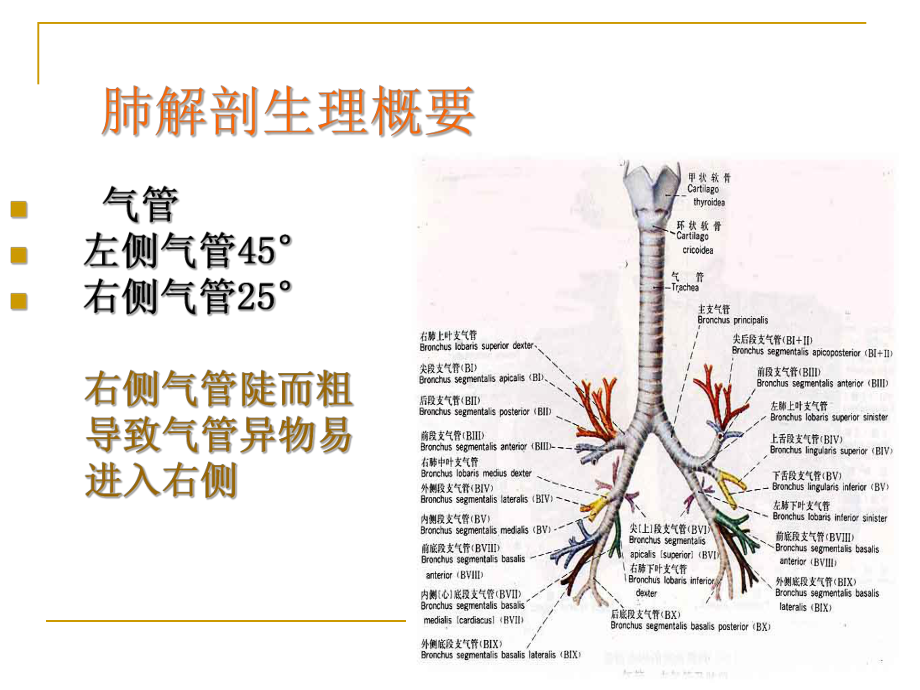 肺癌的疾病常规及护理要点李慧萍课件.ppt_第2页