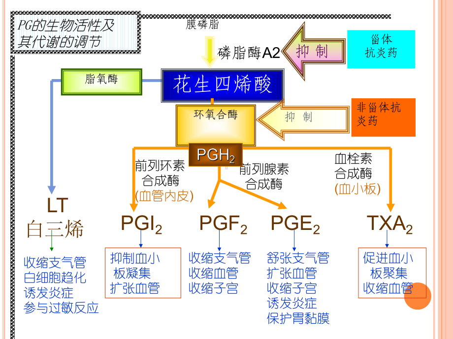 非甾体类药物的合理应用教学课件.ppt_第3页