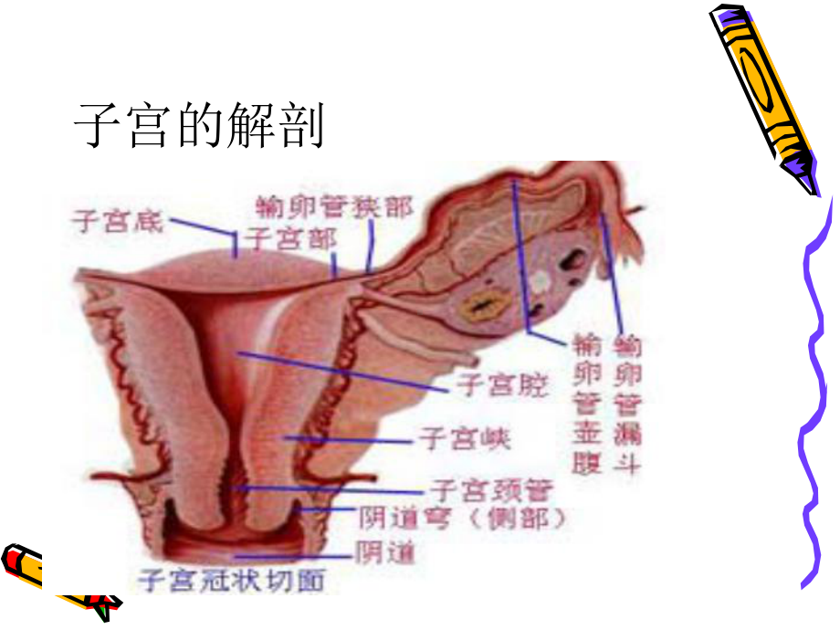 腹腔镜下子宫全切术中配合及护理课件.ppt_第3页