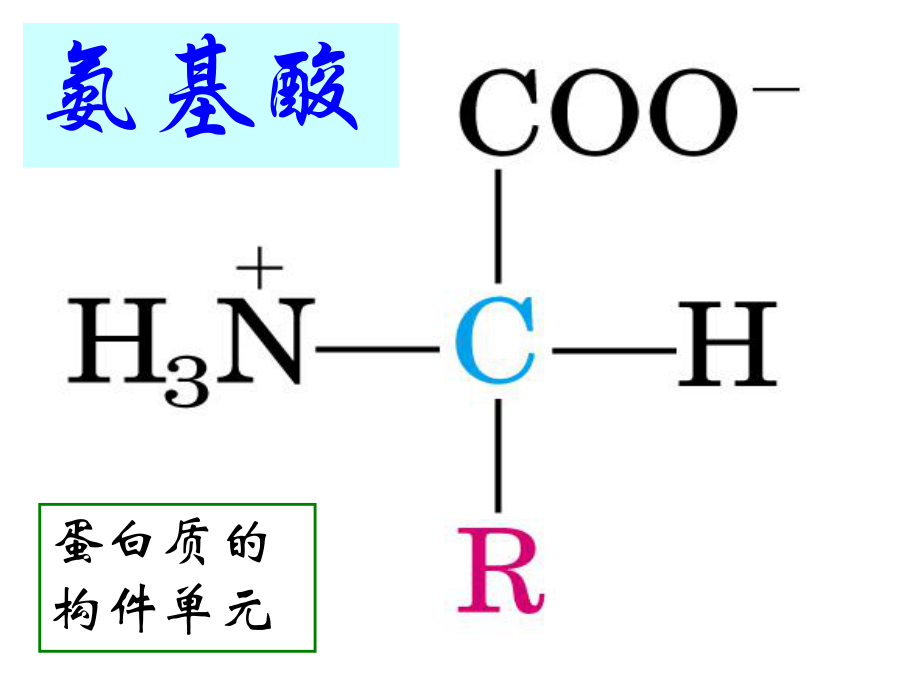 蛋白质-氨基酸、肽、蛋白分子结构课件.ppt_第1页