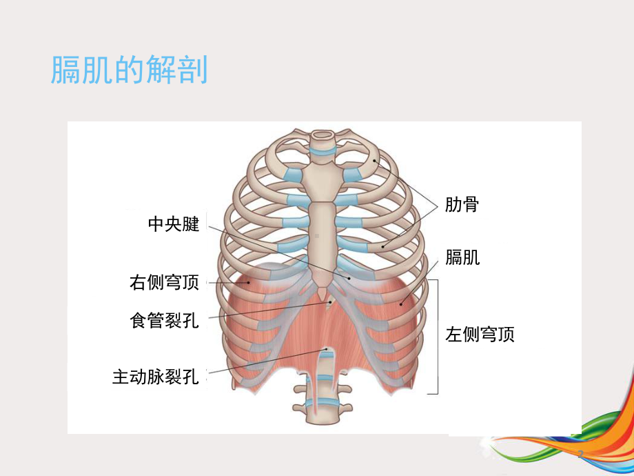 膈肌超声评估学习课件.ppt_第2页