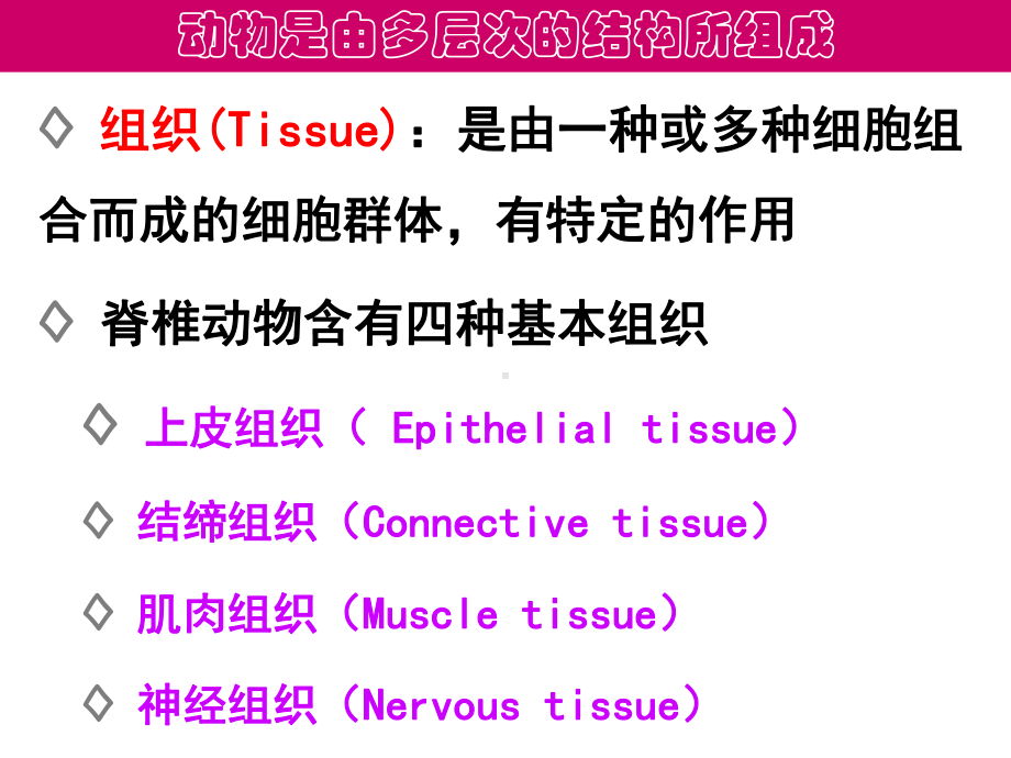 普通生物学6高等动物的结构与功能讲课稿课件.ppt_第2页