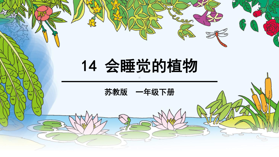 苏教版一年级下册14-会睡觉的植物课件.ppt_第1页