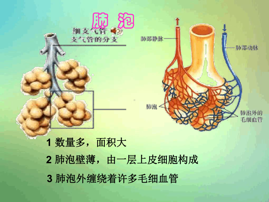 苏教版七年级下册人体内的气体交换课件.ppt_第3页