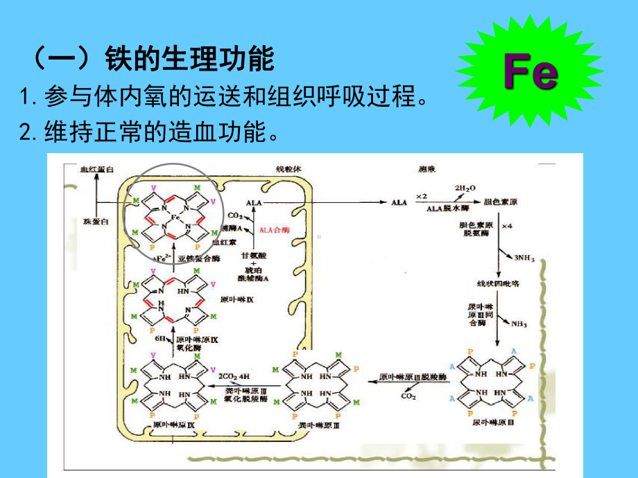 营养学-矿物质铁课件.ppt_第2页