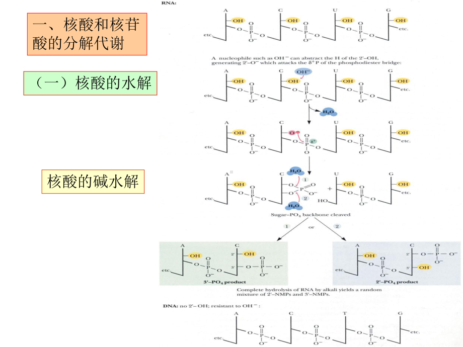 核酸的降解和核苷酸的代谢课件.ppt_第3页