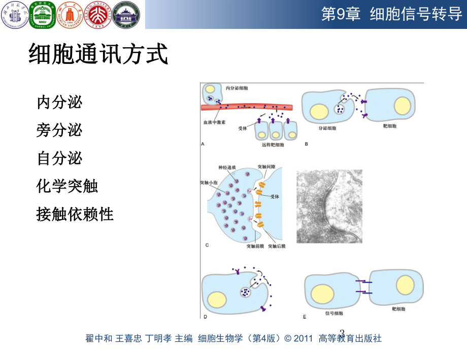 细胞信号转导(课堂)课件.ppt_第3页