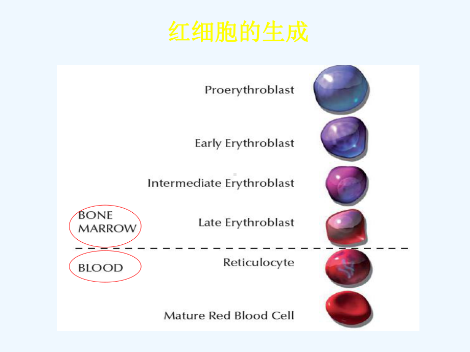 王书杰贫血诊断与治疗课件.ppt_第2页