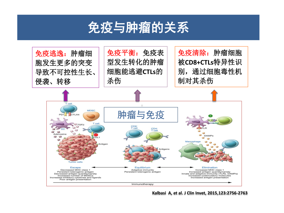 肿瘤免疫微环境与放射治疗课件.pptx_第2页