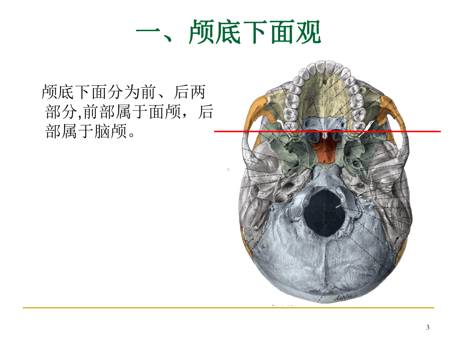 颅底解剖详解课件.ppt_第3页