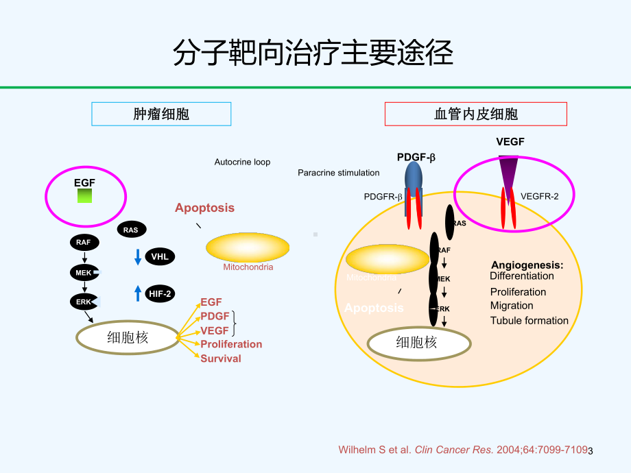 胃癌靶向治疗进展课件.ppt_第3页