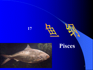 适应水生生活的种类-鱼类课件.ppt
