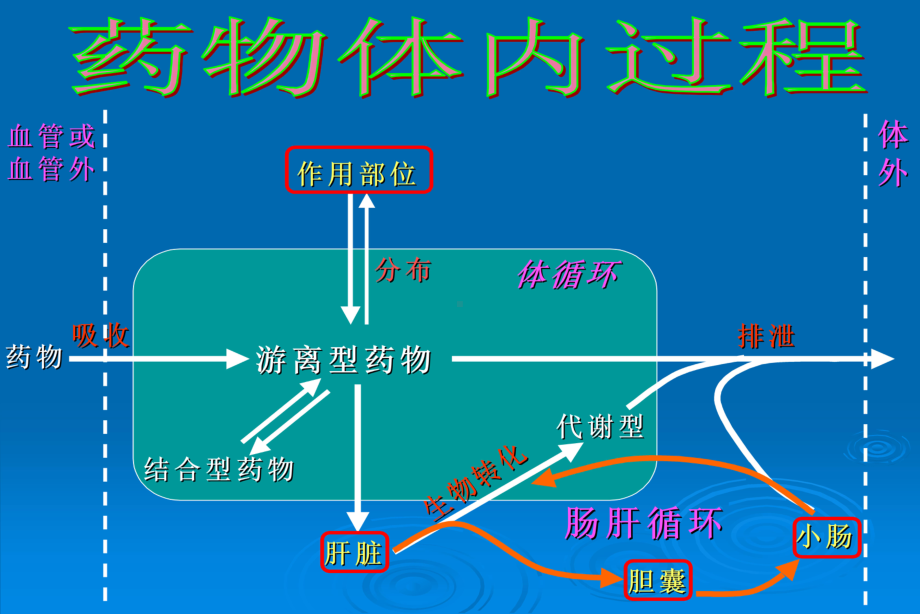 药学与生物科学学院药物毒理学课件第二章-药物的毒物代谢动力学.ppt_第3页