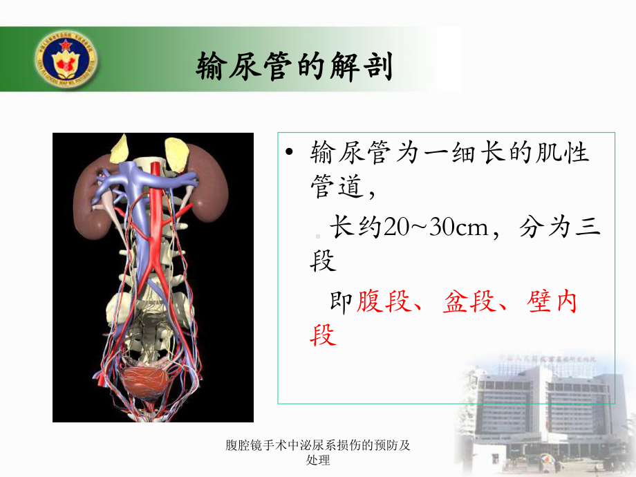 腹腔镜手术中泌尿系损伤的预防及处理课件.ppt_第3页