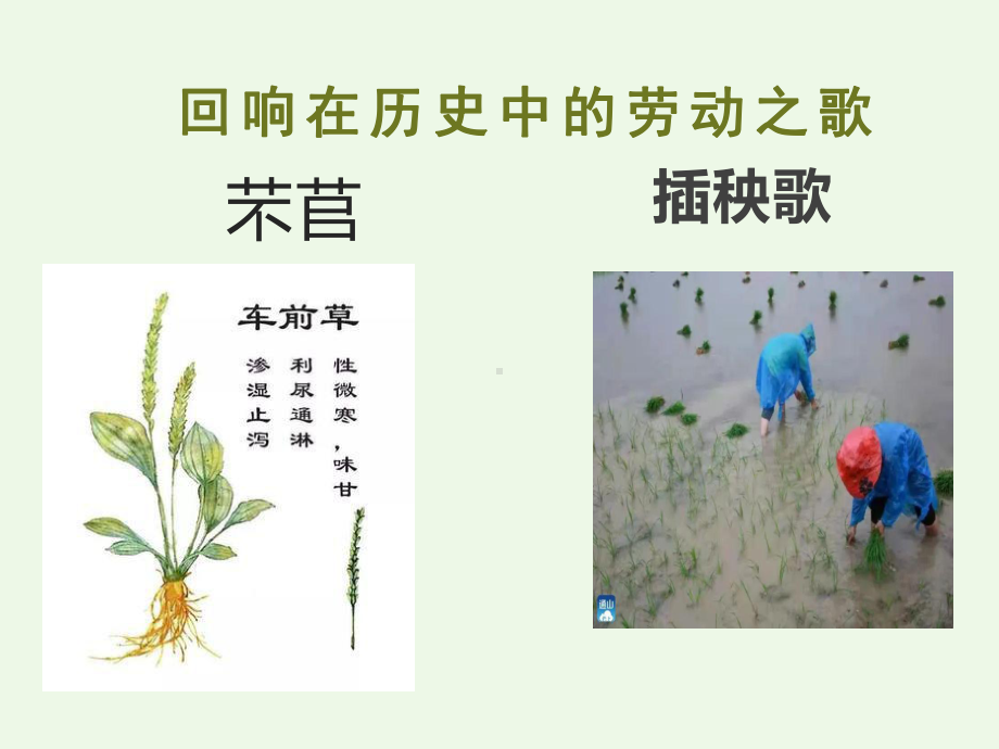 《芣苢》《插秧歌》ppt课件29张-统编版高中语文必修上册.pptx_第1页