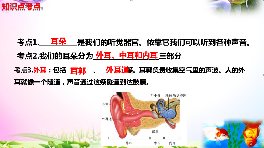 教科版科学四年级上册1.4我们是怎样听到声音的-知识点复习课件+实验+典型试题(动画已调点击出现).pptx_第3页