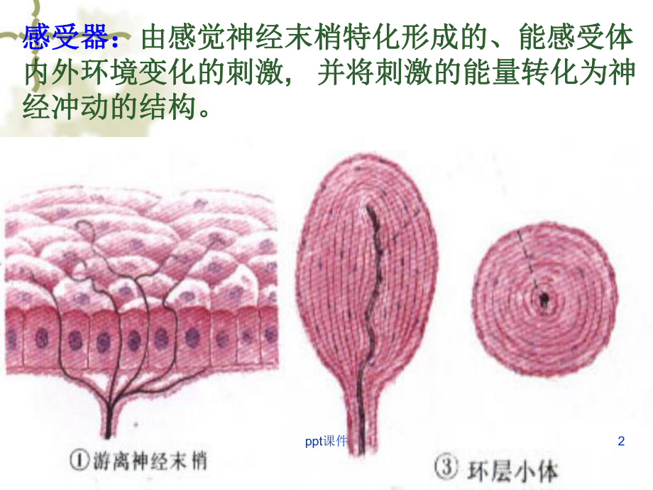 人体解剖学-感觉器官-ppt课件.ppt_第2页