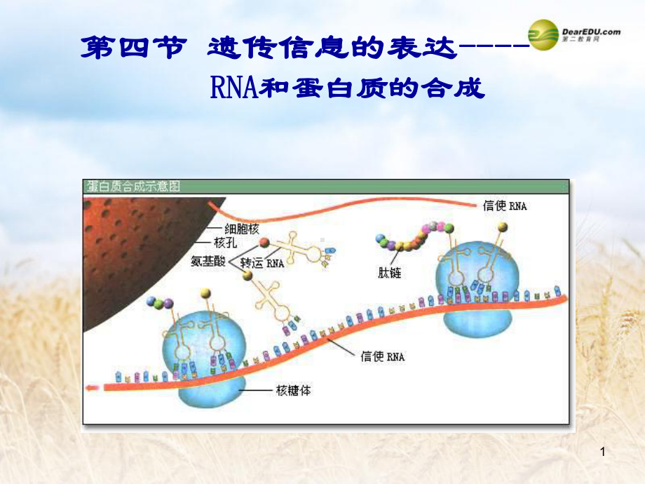 浙江省瓯海区三溪中学高中生物《3.4 遗传信息的表达 RNA和蛋白质的合成》课件 浙科版.ppt_第1页