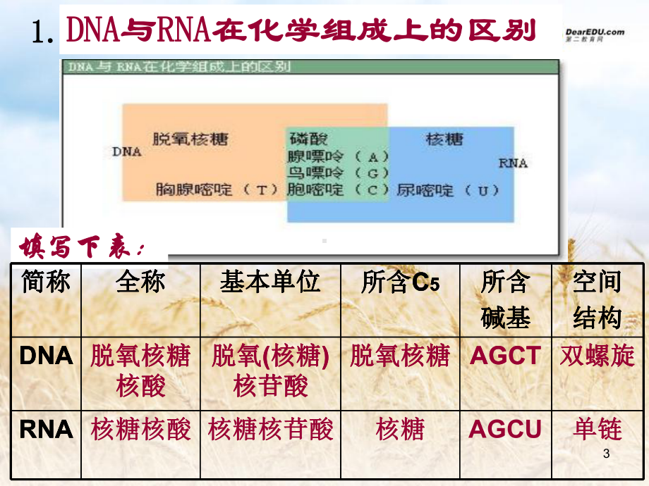 浙江省瓯海区三溪中学高中生物《3.4 遗传信息的表达 RNA和蛋白质的合成》课件 浙科版.ppt_第3页