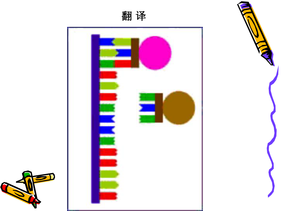 生物化学第十章—蛋白质的生物合成课件.ppt_第3页