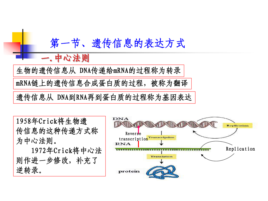 生物化学-第十三章蛋白质生物合成 ppt课件.ppt_第3页