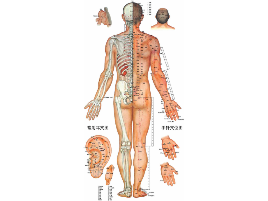 人体经络穴位图解大全课件.pptx_第2页