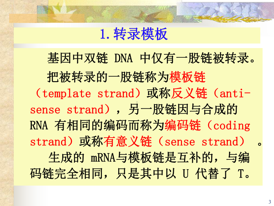 生物竞赛课件：RNA的生物合成.ppt_第3页