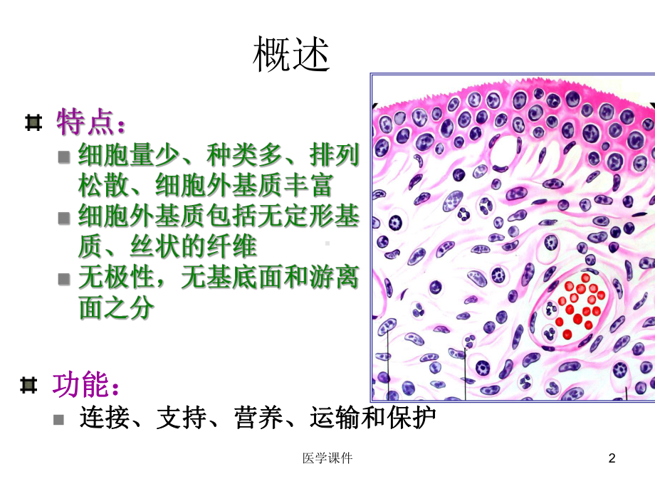 组织学与胚胎学 - 固有结缔组织 PPT课件.ppt.ppt_第2页