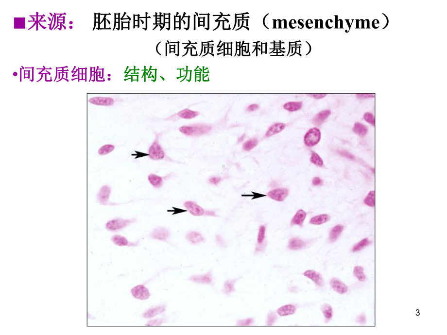 组织学与胚胎学 - 固有结缔组织 PPT课件.ppt.ppt_第3页