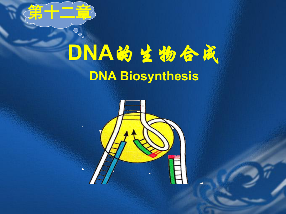 生物化学课件第十二章 DNA的生物合成.ppt_第2页