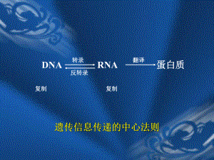 生物化学课件第十二章 DNA的生物合成.ppt