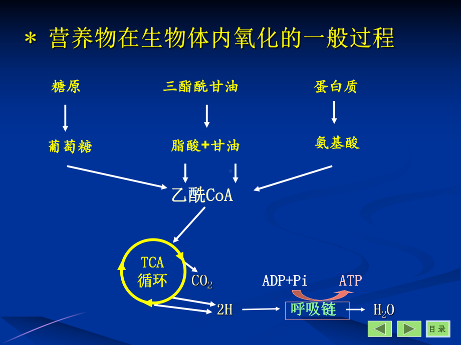 三羧酸循环PPT课件.ppt_第2页