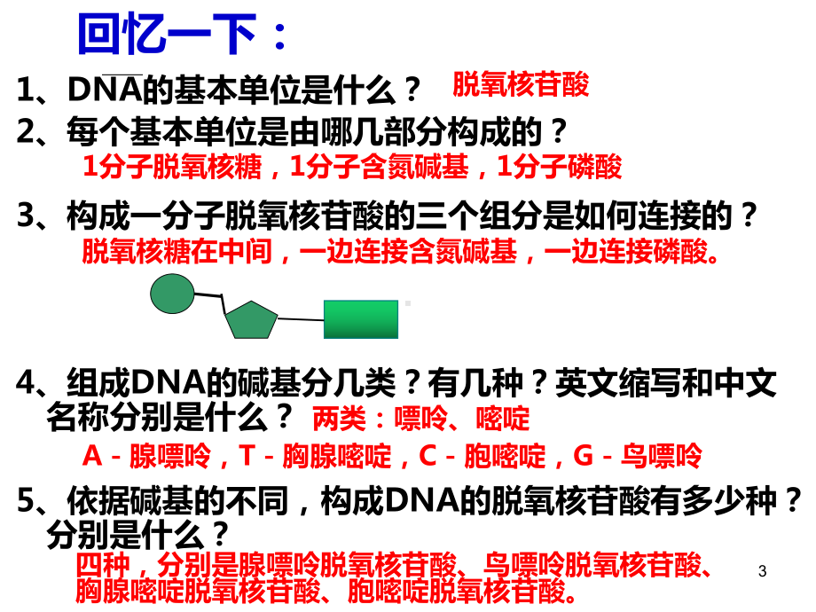 DNA分子的结构计算全部ppt课件.ppt_第3页