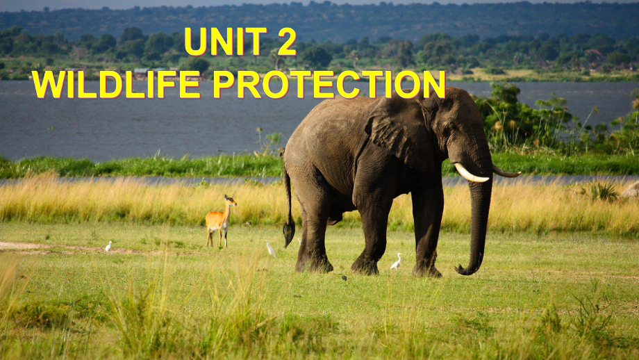 Unit 2 Wild life Protection Assessing Your Progress ppt课件-（2019）新人教版高中英语必修第二册 (2).pptx_第1页