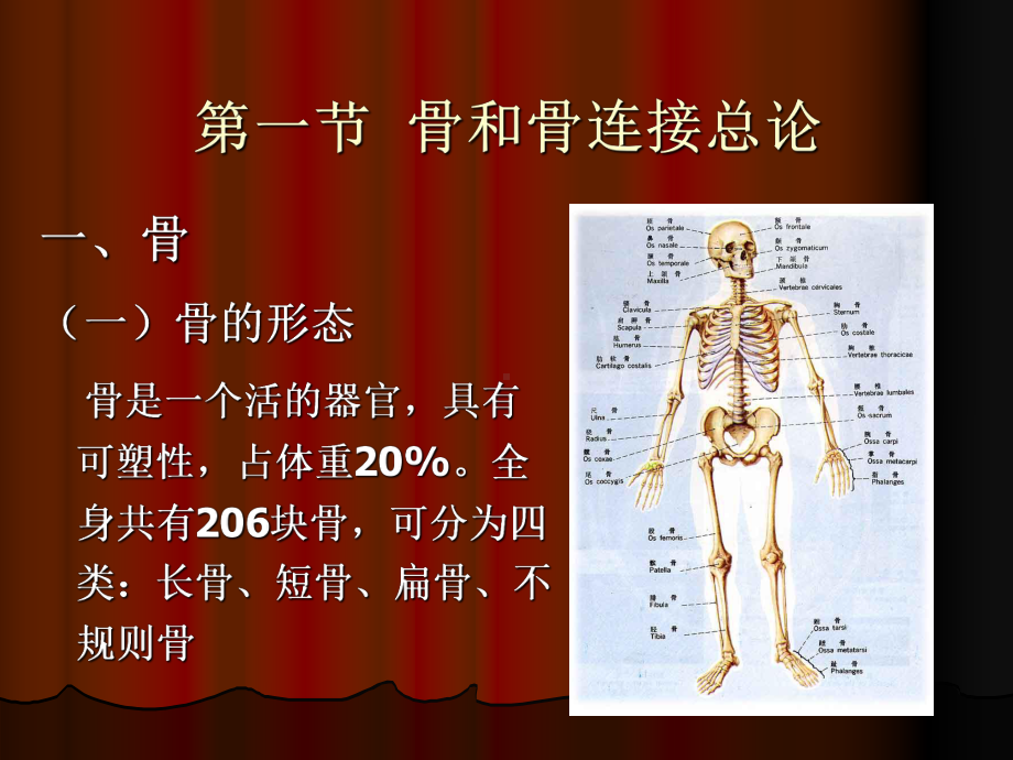 第二章 运动系统 ppt课件.ppt_第3页