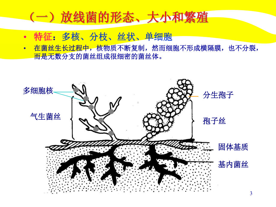 细菌腐蚀(1)PPT课件.ppt_第3页