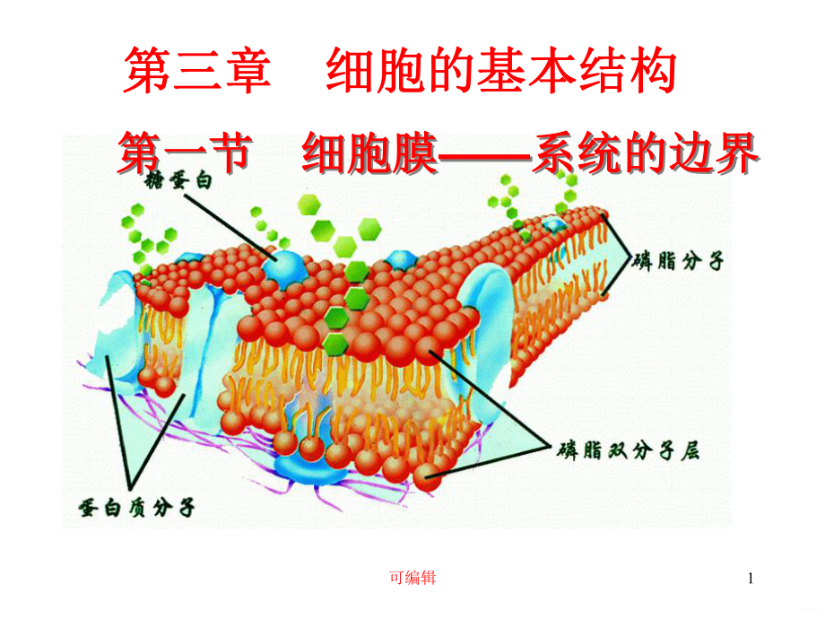 细胞膜系统的边界PPT课件.ppt_第1页