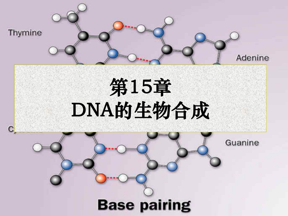 王镜岩生化第三版考研课件 DNA的生物合成.ppt_第1页